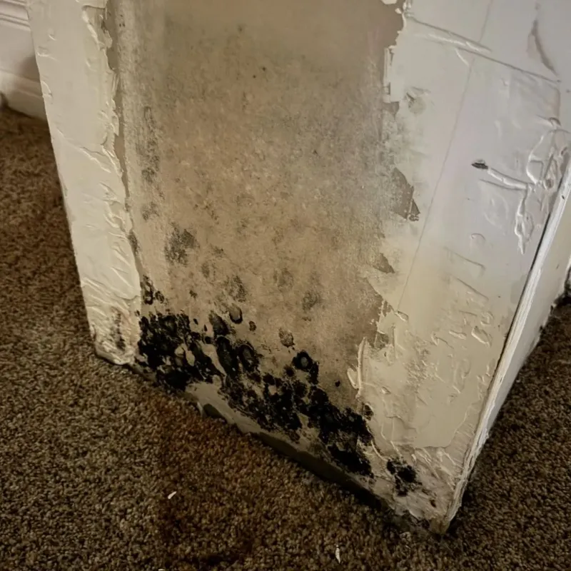 Professional Mold Removal in Kingsley, MI